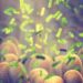 Gut-brain axis appears to play a critical role in aggression