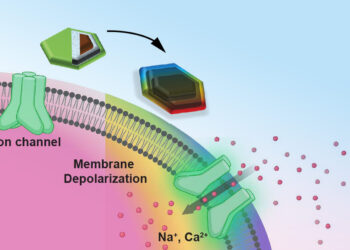 Tiny magnetic discs offer remote brain stimulation without transgenes