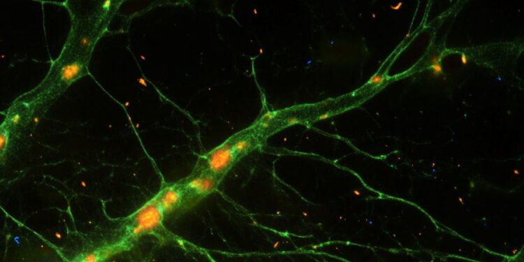 Reprogrammed Brain Cells Could Restore Damaged Circuits