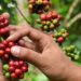 Whole coffee cherry extract supplement might improve working memory