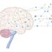 Targeting Reward Pathways to Treat Depression