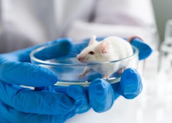 New “Humanized” Mice Brings Scientists Closer to Reversing Aging