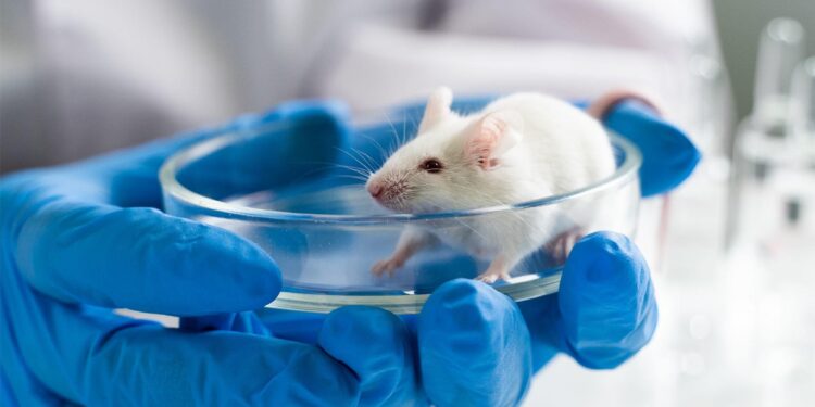 New “Humanized” Mice Brings Scientists Closer to Reversing Aging
