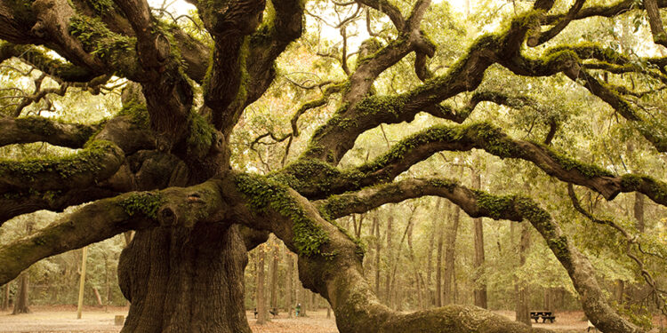 How nature organizes itself, from brain cells to ecosystems