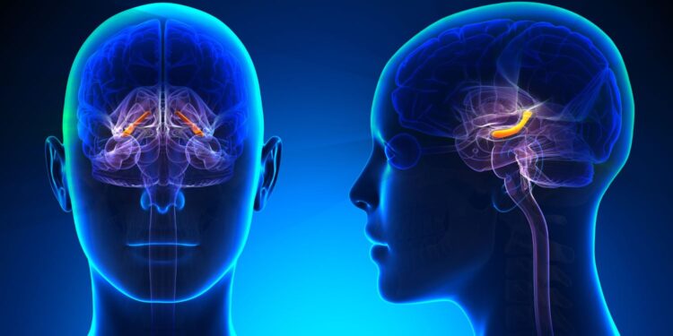 Moderate to vigorous physical activity linked to larger hippocampal volume in young adults