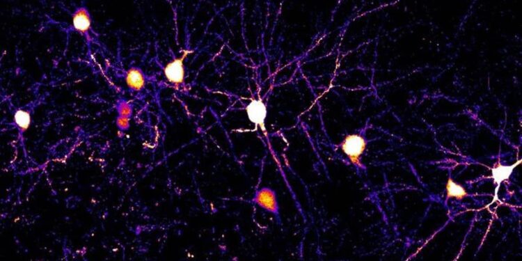 Synapses Use Multiple Learning Rules to Encode New Information
