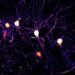 Synapses Use Multiple Learning Rules to Encode New Information
