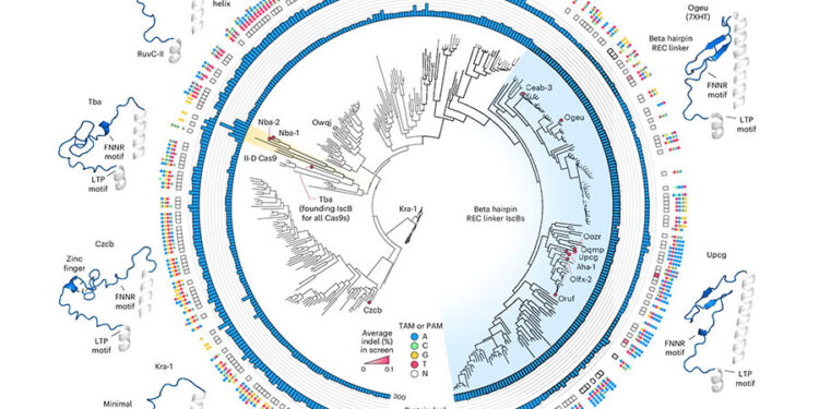 Rationale engineering generates a compact new tool for gene therapy