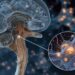 Chronic Pain Linked to Neuron Overactivity in the Brainstem