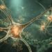 Natural Compound Combo Restores Aging Brain Cells