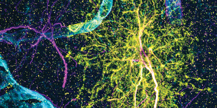 Astrocyte diversity across space and time