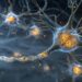 Antioxidant Defense System in the Brain Discovered