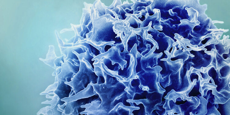 New study suggests a way to rejuvenate the immune system