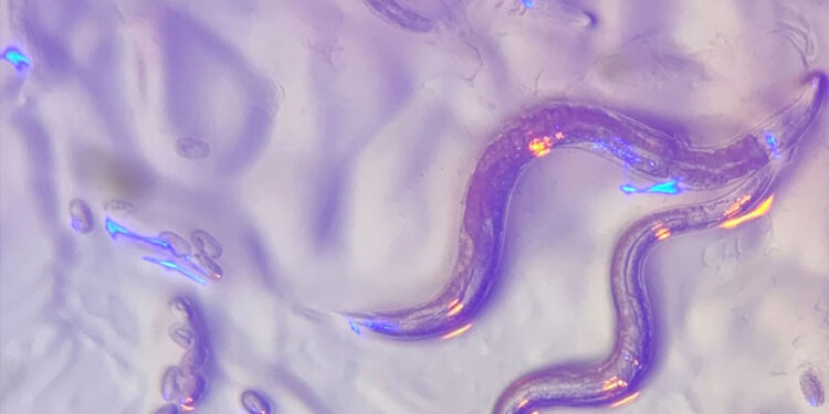 Celebrating worm science – MIT McGovern Institute