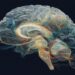 Brain Blends Fast and Slow Signals to Shape Human Thought