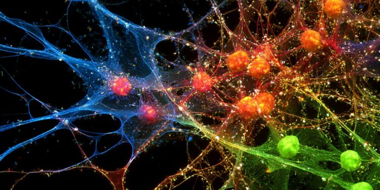 Brain’s Family Tree: A New Theory of Neural Self-Organization