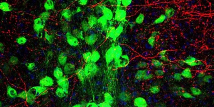 Tourette’s and OCD Share a Common Neural Pathway